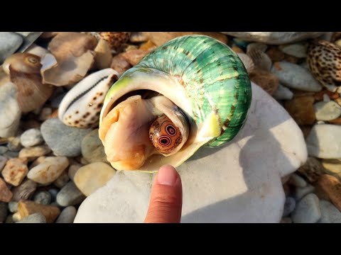 Видео: «Глаз» выпадает из брюха жемчужной улитки