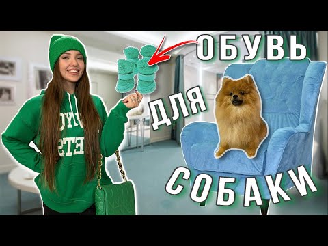 Видео: Ищем ОБУВЬ для ПАТРИКА👟🐶 Покупаем ВКУСНЯШКИ и делаем РОДОСЛОВНУЮ