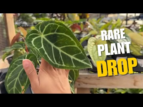 Видео: БЕЗУМНО редкая распродажа растений в питомнике! 👀 Антуриум Luxurians + многое другое...