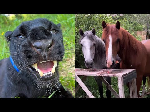 Видео: у Луны пантеры очень насыщенные выходные🐴🚣‍♀️🐆