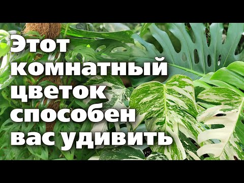 Видео: МОНСТЕРЫ. Их удивительно красивые разновидности и секреты выращивания