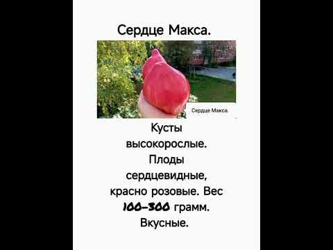 Видео: Обзор интересных сортов томатов сезона 2025.... 