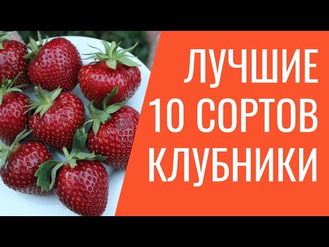 Видео: Самая сладкая и высокоурожайная клубника. Лучшие 10 сортов клубники