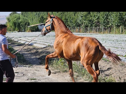 Видео: ДОНЧАК