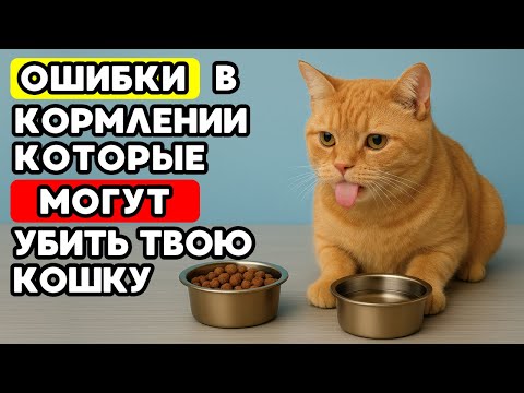 Видео: 7 смертельных ошибок в кормлении, которые совершают 98% хозяев кошек!