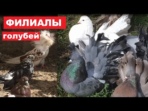 Видео: Филиал голубей у Васильевича. Небольшое турне по с.Широкое у голубеводов С. Бугровского и В. Ярема.