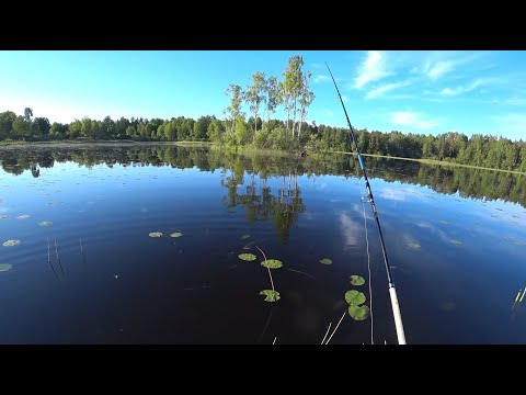 Видео: Щука на кружки июнь 2021