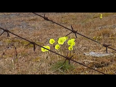 Видео: РЫБАК. Зона на краю света. Таймыр.