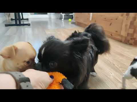 Видео: Щенки гладкошёрстные чихуахуа 01.10.2022