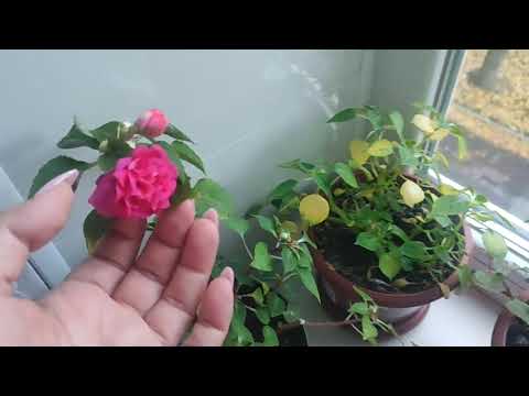 Видео: Опять переезд...год сурка?