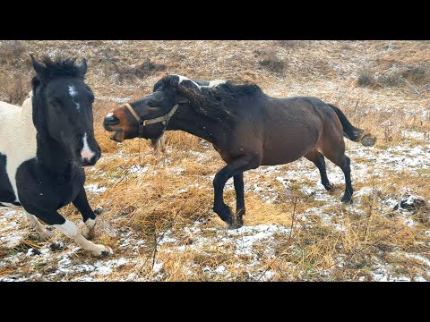 Видео: Иерархия в табуне. Конкуренция и агрессия лошадей. Применение знаний на практике.