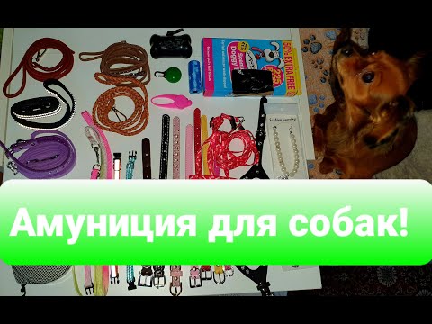 Видео: Амуниция моей собаки. My dog's collars and leashes.