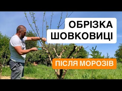Видео: ОБРІЗКА ШОВКОВИЦІ. Після морозів
