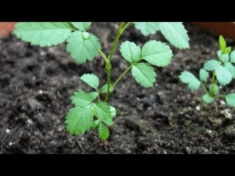 Видео: Выращивание роз из семян
