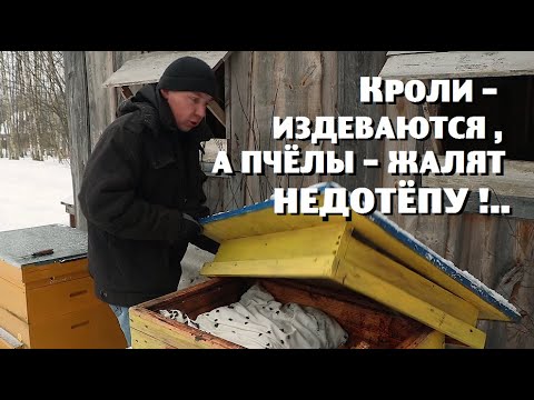 Видео: Кролики - издеваются , а пчёлы - жалят недотёпу !