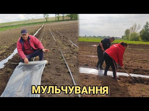 Видео: Натягуємо плівку для мульчування під кавун і помідори. робимо гряди руками