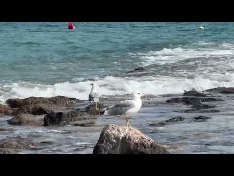 Видео: Sea and seagulls 🥰🤗 Средиземное море и чайки 🤗 relax