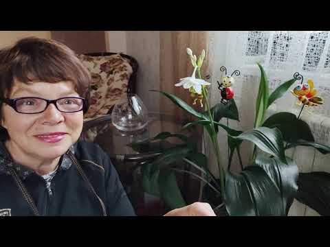 Видео: Как заставить эухарис цвести 5 раз в году?