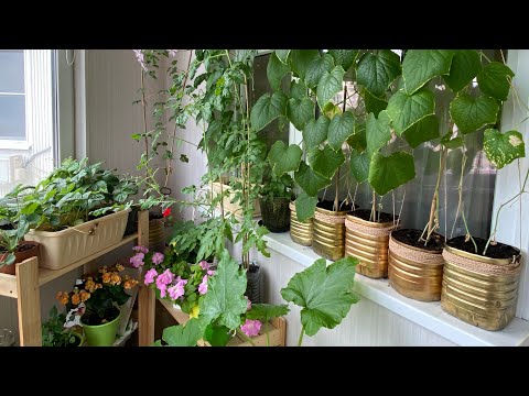 Видео: Огород на балконе. Все прет как на дрожжах! Я в шоке! Собираю урожай)