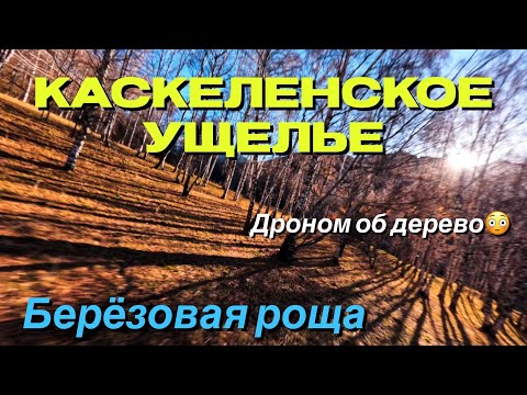 Видео: Каскеленское Ущелье: Полеты FPV в Березовой роще