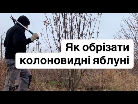 Видео: Як обрізати колоновидні яблуні
