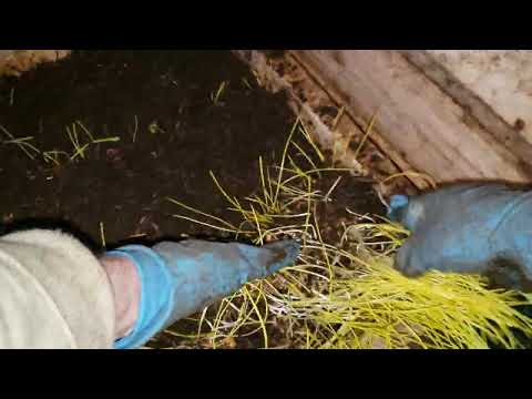 Видео: Выращивание червей на реализацию. Ящики из пеноплэкса.