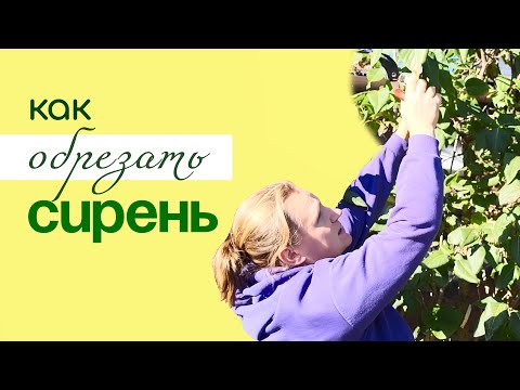 Видео: Обрезка и формирование СИРЕНИ