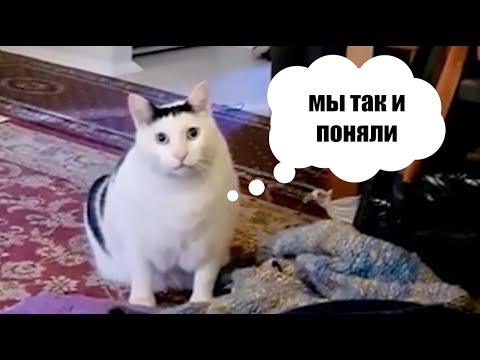 Видео: Опрос гостей на свадьбе с мемами 19.08.23