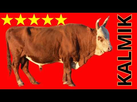 Видео: калмыцкая порода выживает везде