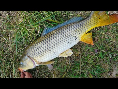 Видео: ДИКИЕ САЗАНЫ КЛЕВАЛИ ВСЮ НОЧЬ! ЛОВЛЯ САЗАНА НА ДОНКИ. Рыбалка 2022