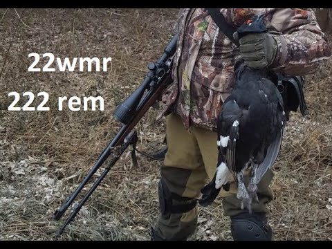 Видео: 22 WMR ОПТИКА ПРИЦЕЛ ПЛАНКА КОЛЬЦА ДИСТАНЦИЯ