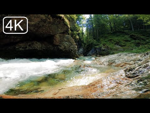 Видео: Расслабьтесь и отдохните под прекрасное пение птиц на рассвете, успокаивающий шум реки, звук леса