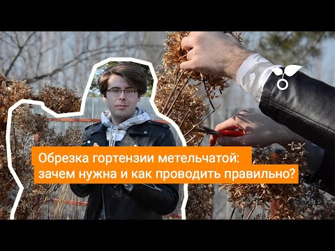 Видео: Обрезка гортензии метельчатой: зачем нужна и как проводить правильно?