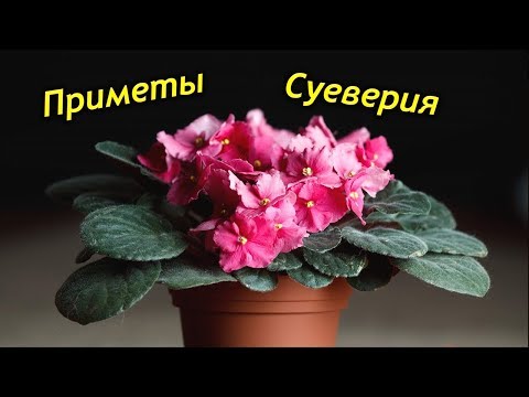 Видео: Можно ли держать Фиалку в доме? Приметы  и суеверия о Сенполиях.