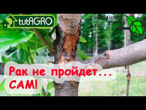 Видео: ПОБЕДИТЬ РАК ПЛОДОВЫХ ДЕРЕВЬЕВ - самое для этого время! Простой способ - применяйте с весны до зимы!