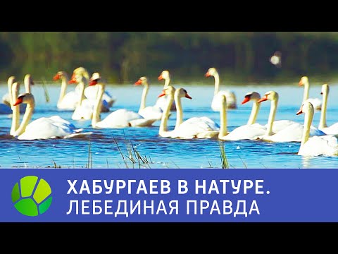 Видео: Лебединая правда - Хабургаев в натуре | Живая Планета