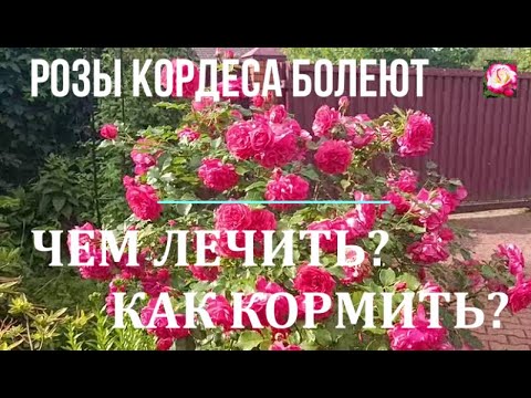 Видео: РОЗЫ КОРДЕСА.ОСОБЕННОСТИ УХОДА