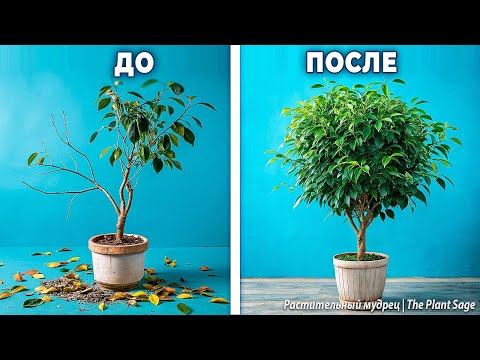 Видео: ФИКУС БЕНДЖАМИНА: УХОД В ДОМАШНИХ УСЛОВИЯХ. 🌿 СЕКРЕТЫ ПЫШНОЙ КРОНЫ И ЗДОРОВЫХ ЛИСТЬЕВ