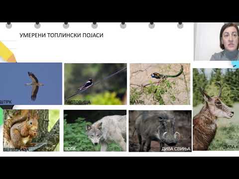 Видео: VI одделение - Географија - Географска разместеност на животинскиот свет