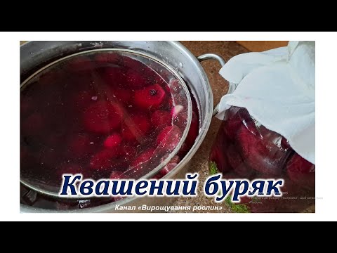 Видео: Квашений буряк. Рецепт, перевірений часом