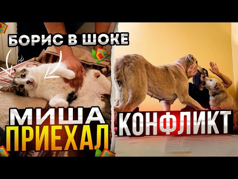 Видео: ШОК! У Алабайки уменьшились опухоли. Брат Миша приехал с Москвы. Нас 900 000! Кузя у грумера.