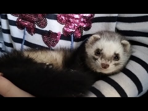 Видео: Это не игрушка Это хорек/Хорек после стерилизации, запах, изменения, характер