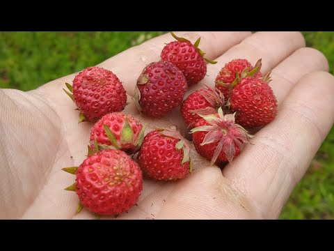 Видео: Клубника нынче на вес золота. Зарабатываю на клубнике. Сбор дикоросов.