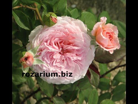 Видео: обрезка роз питомник роз полины козловой rozarium.biz, Pruning roses in Austin, sort of James Galway