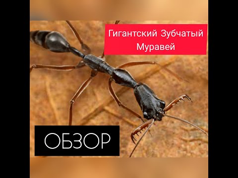 Видео: Гигантский Зубчатый муравей. Чем он хорош? Чем плох? The Ants: Underground Kingdom