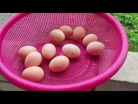 Видео: 🌻🐓 КУЧИНСКАЯ ЮБИЛЕЙНАЯ#курочки #цыплята #земледелие ..