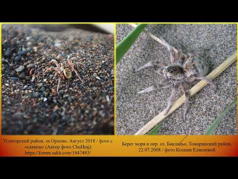 Видео: Тарантулы на Сахалине