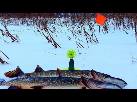 Видео: ОНИ ХОДЯТ КАК ПО ТРОПЕ!!ЗИМНЯЯ РЫБАЛКА В ЛАТГАЛИИ.РЫБАЛКА НА ЖЕРЛИЦЫ.зимняя рыбалка 2025.