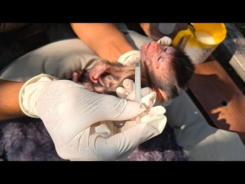 Видео: ЧТО СКАЗАЛ ВЕТЕРИНАР? ВОТ ОТВЕТ ОБ ЭТОМ БОЛЬНОМ ДЕТЁНКЕ ОБЕЗЬЯНКЕ!
