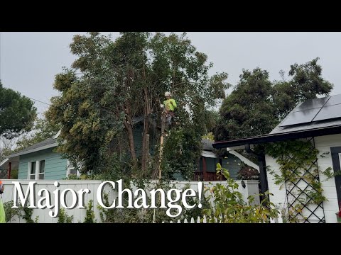 Видео: «Да, привет! Мы хотели бы удалить все деревья, пожалуйста» 🌳 || Посетите наш сад
